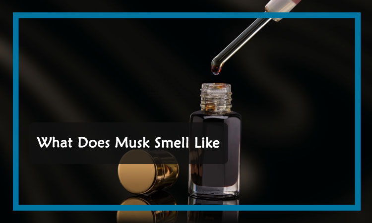 Why does musk smell bad?