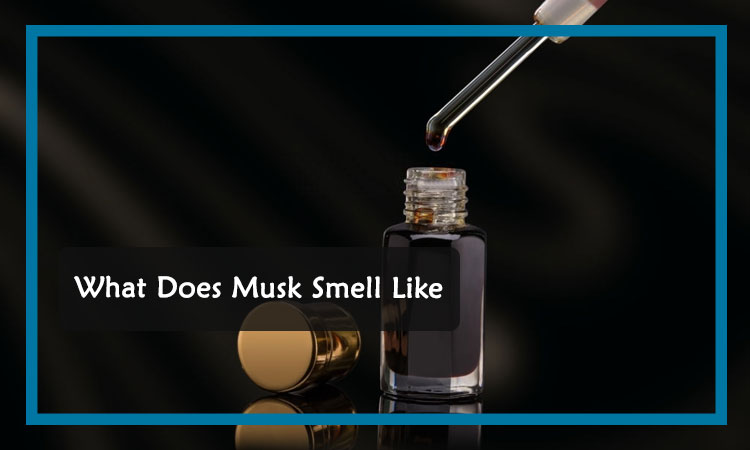 Smell 2025 of musk